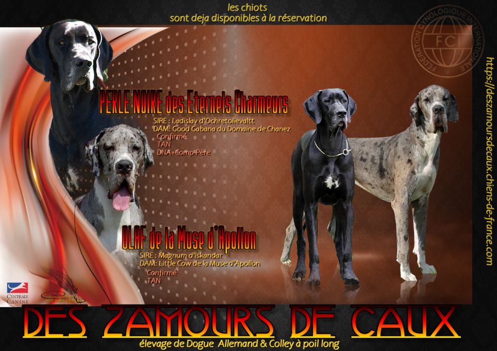 chiot Dogue allemand Des Zamours De Caux