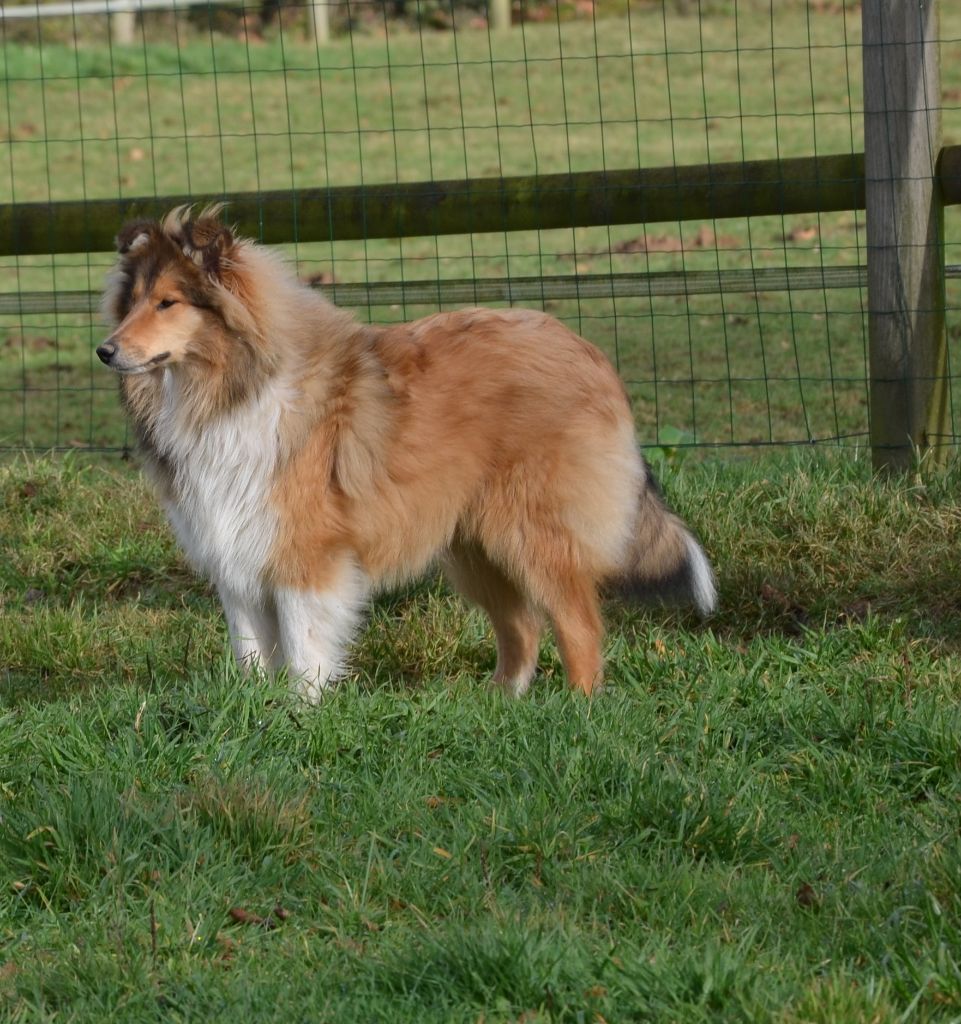 Saphira bijou des Coeurs d'Ecosse