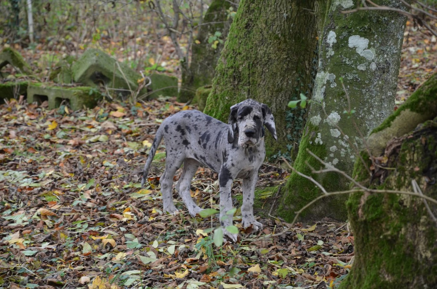 Angèle Des Zamours De Caux