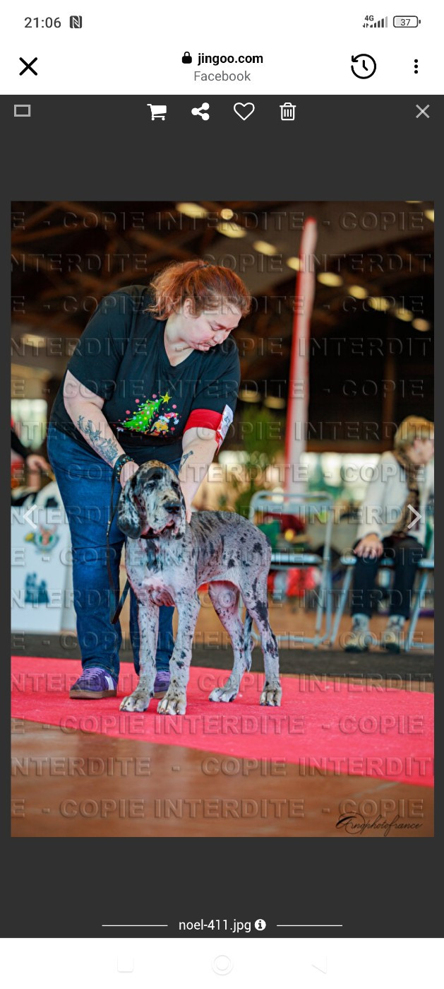 Angèle Des Zamours De Caux