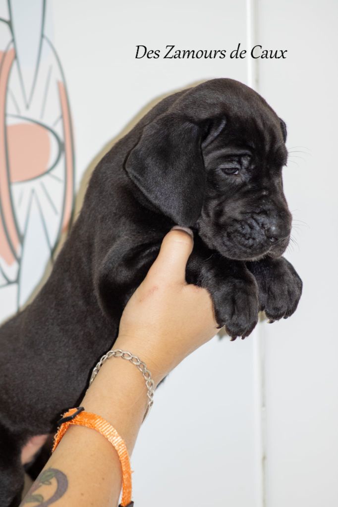 Des Zamours De Caux - Chiots disponibles - Dogue allemand