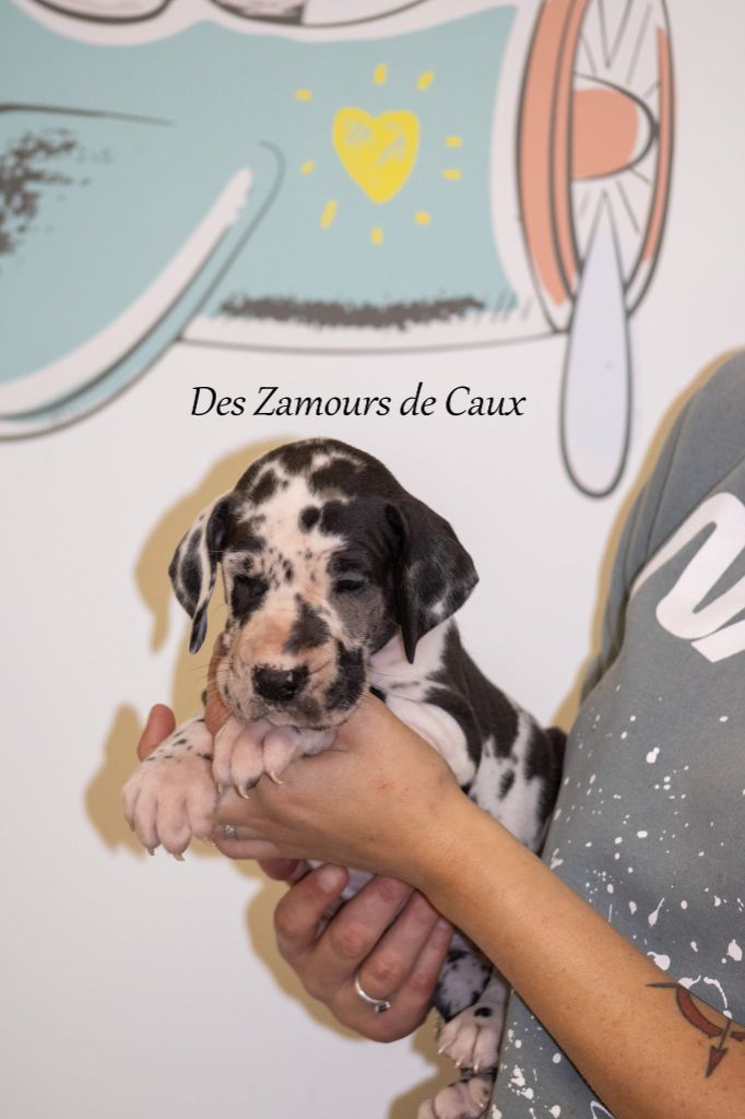 Des Zamours De Caux - Chiots disponibles - Dogue allemand