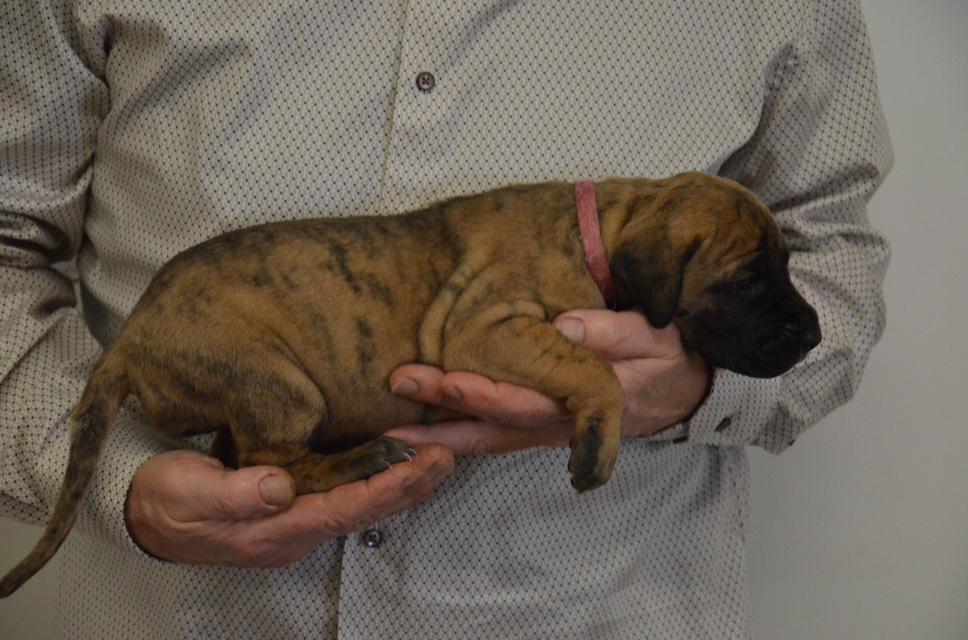 Biscotte collier rose foncé