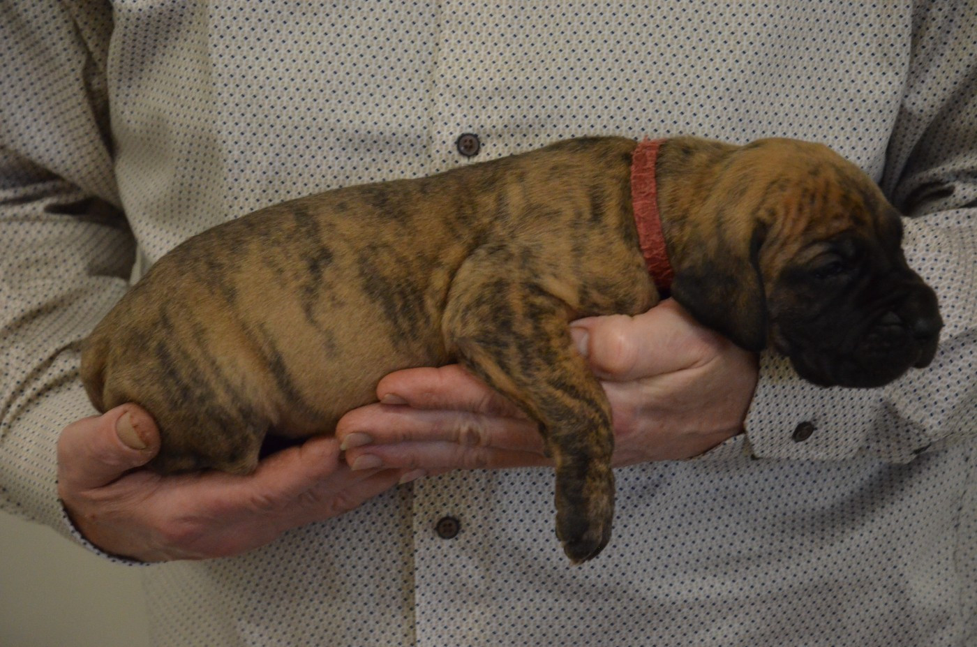 Belinda collier bourdeau