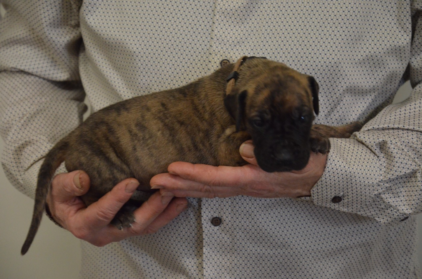 Bianca collier marron