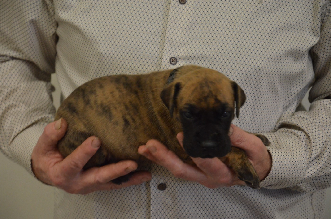 Des Zamours De Caux - Chiots disponibles - Dogue allemand