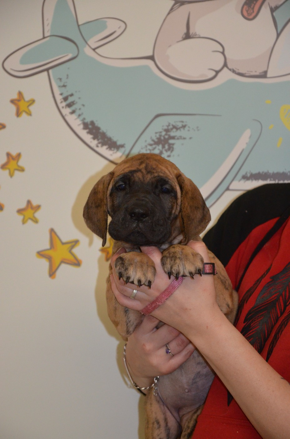 Des Zamours De Caux - Chiots disponibles - Dogue allemand