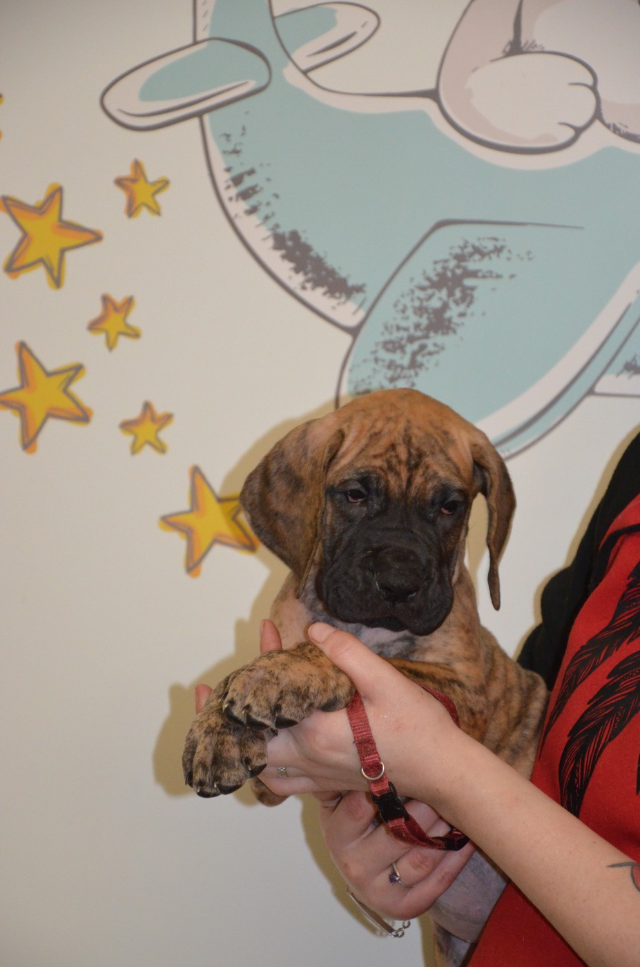 Des Zamours De Caux - Chiots disponibles - Dogue allemand
