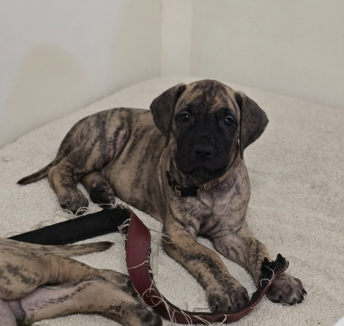 Des Zamours De Caux - Chiots disponibles - Dogue allemand