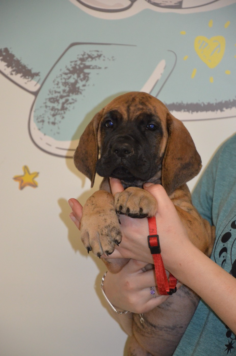 Des Zamours De Caux - Chiots disponibles - Dogue allemand