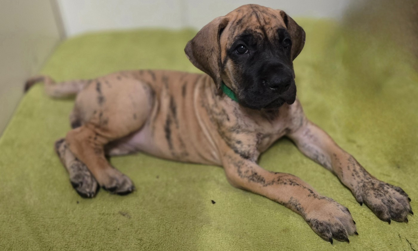 Des Zamours De Caux - Chiots disponibles - Dogue allemand