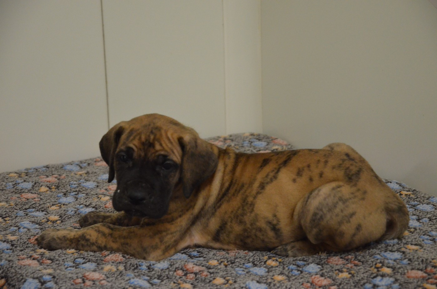 Des Zamours De Caux - Chiots disponibles - Dogue allemand