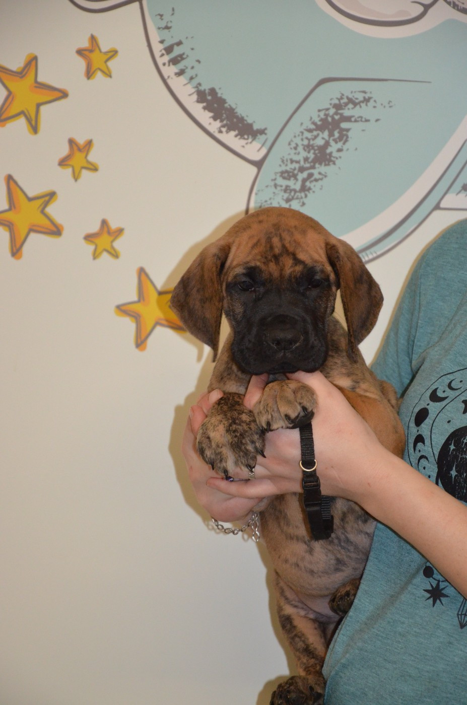 Des Zamours De Caux - Chiots disponibles - Dogue allemand