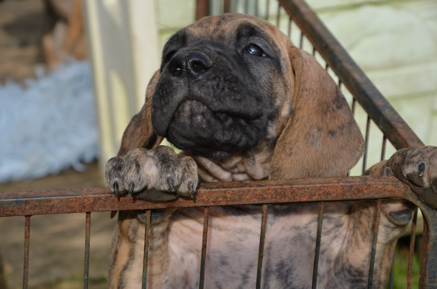 Des Zamours De Caux - Chiots disponibles - Dogue allemand