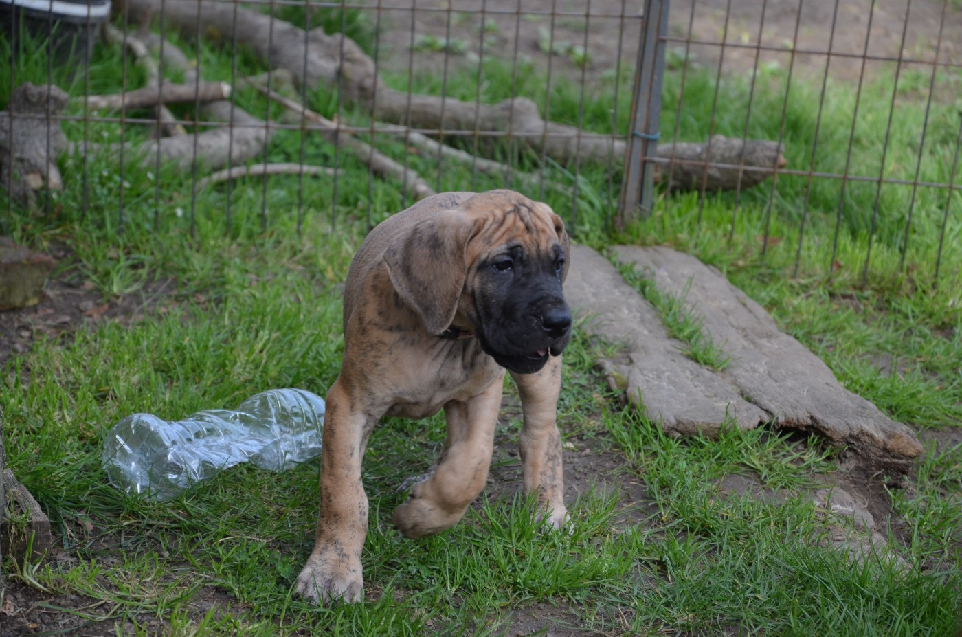 Des Zamours De Caux - Chiots disponibles - Dogue allemand