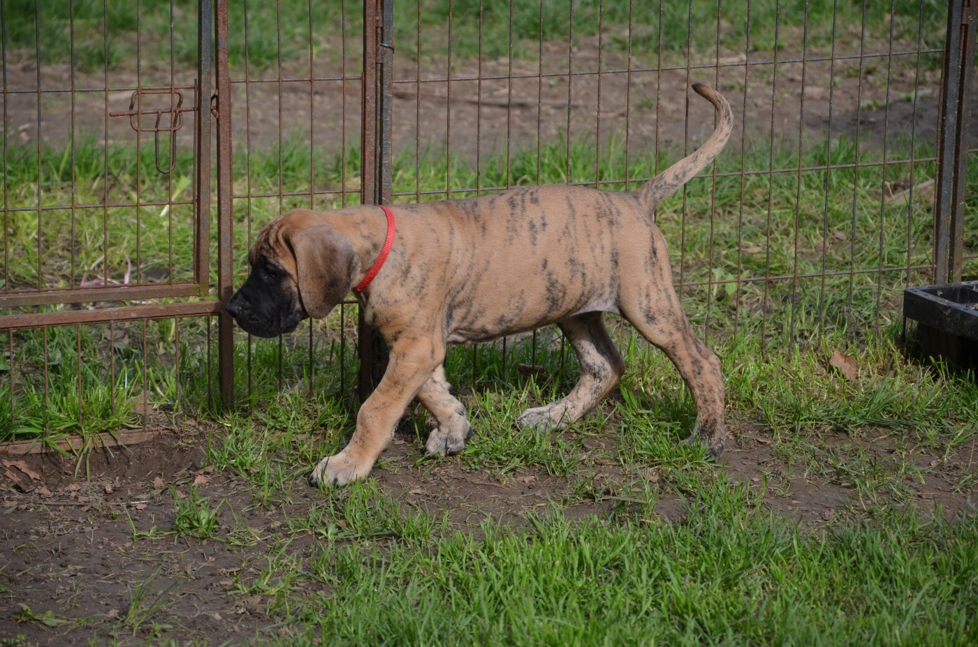 Des Zamours De Caux - Chiots disponibles - Dogue allemand