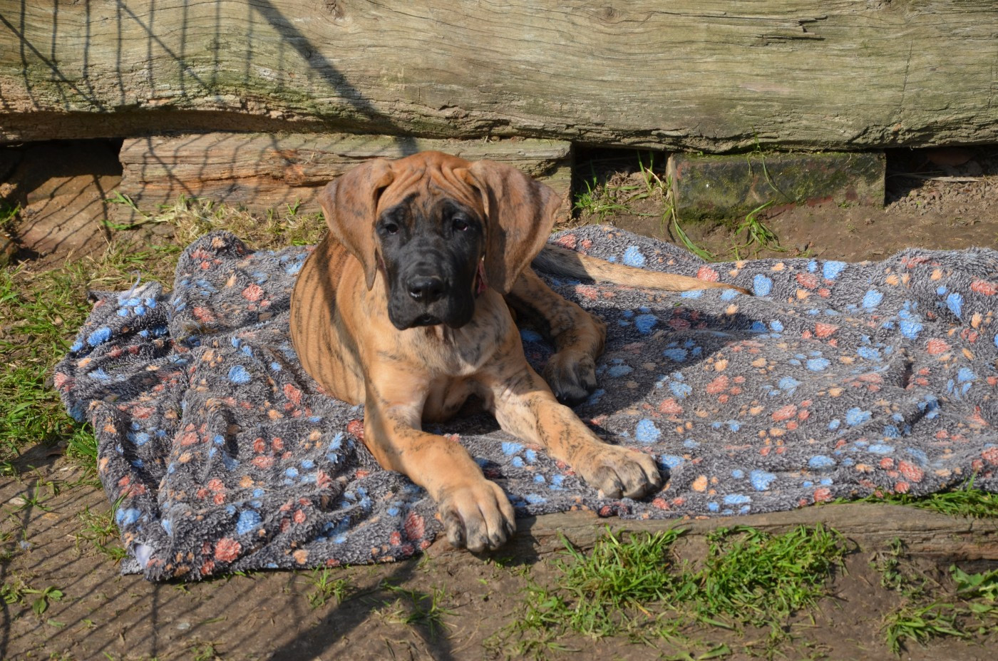 Biscotte collier rose foncé