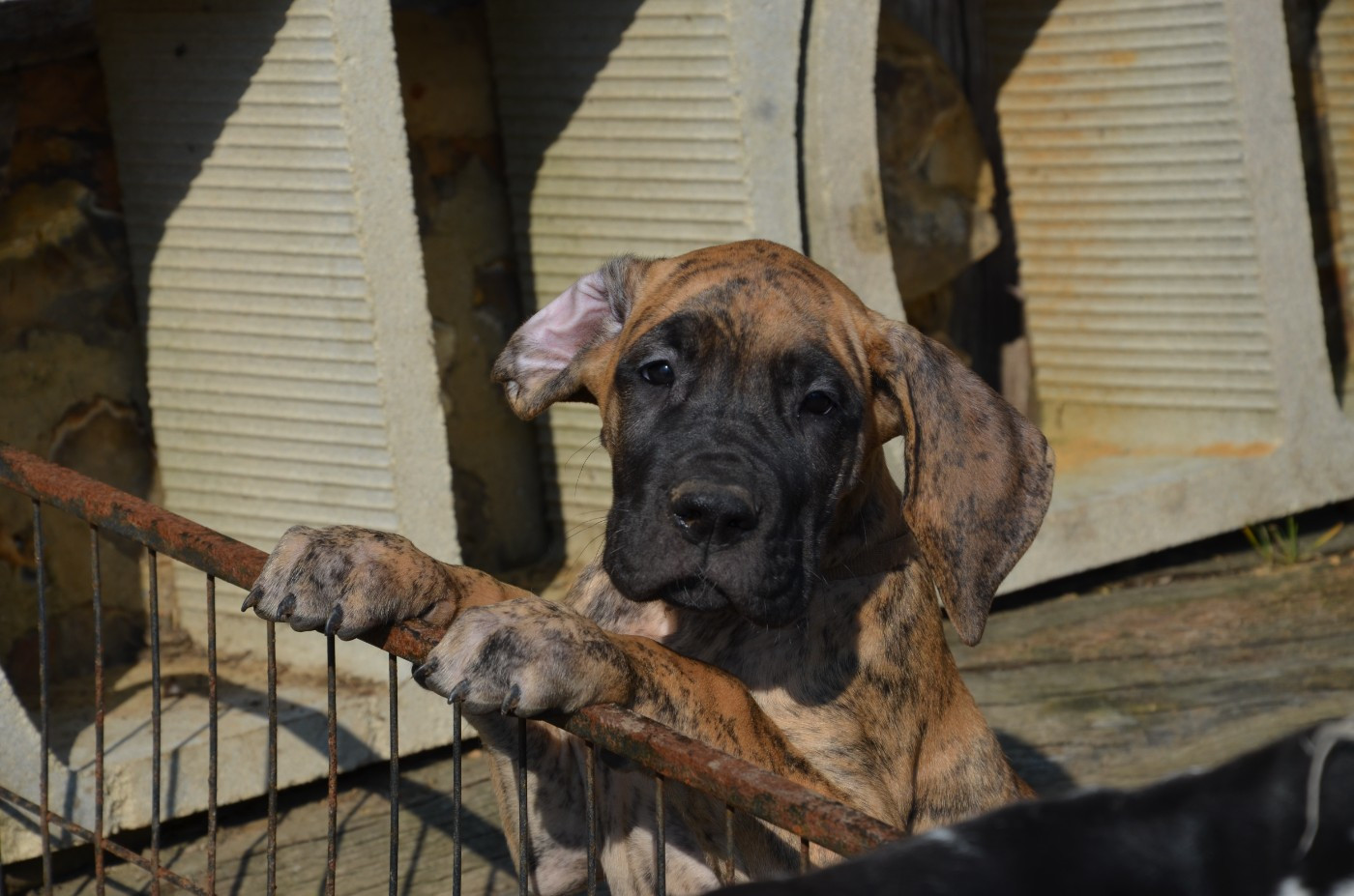 Bianca collier marron