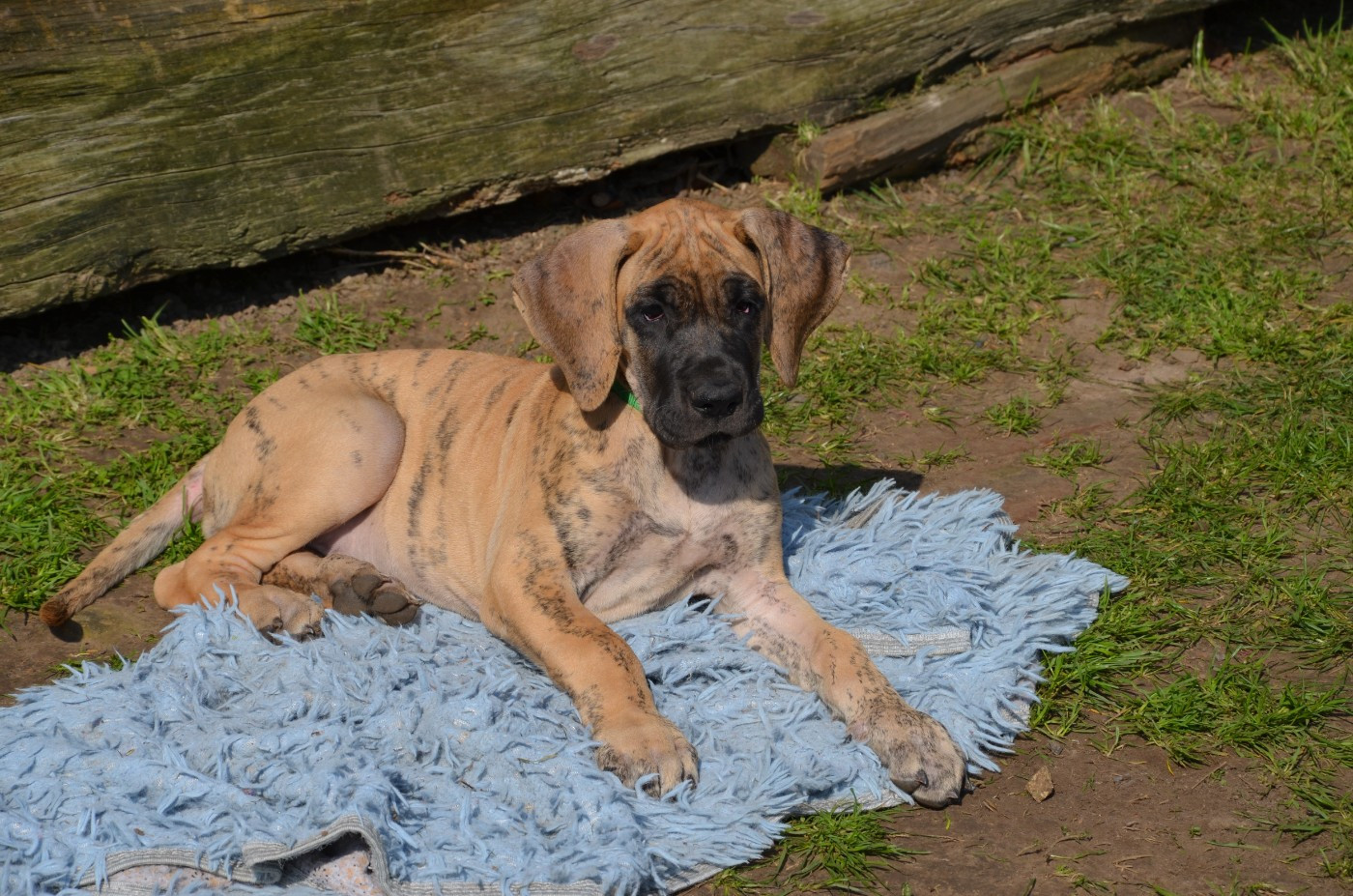 Belette collier Vert foncé
