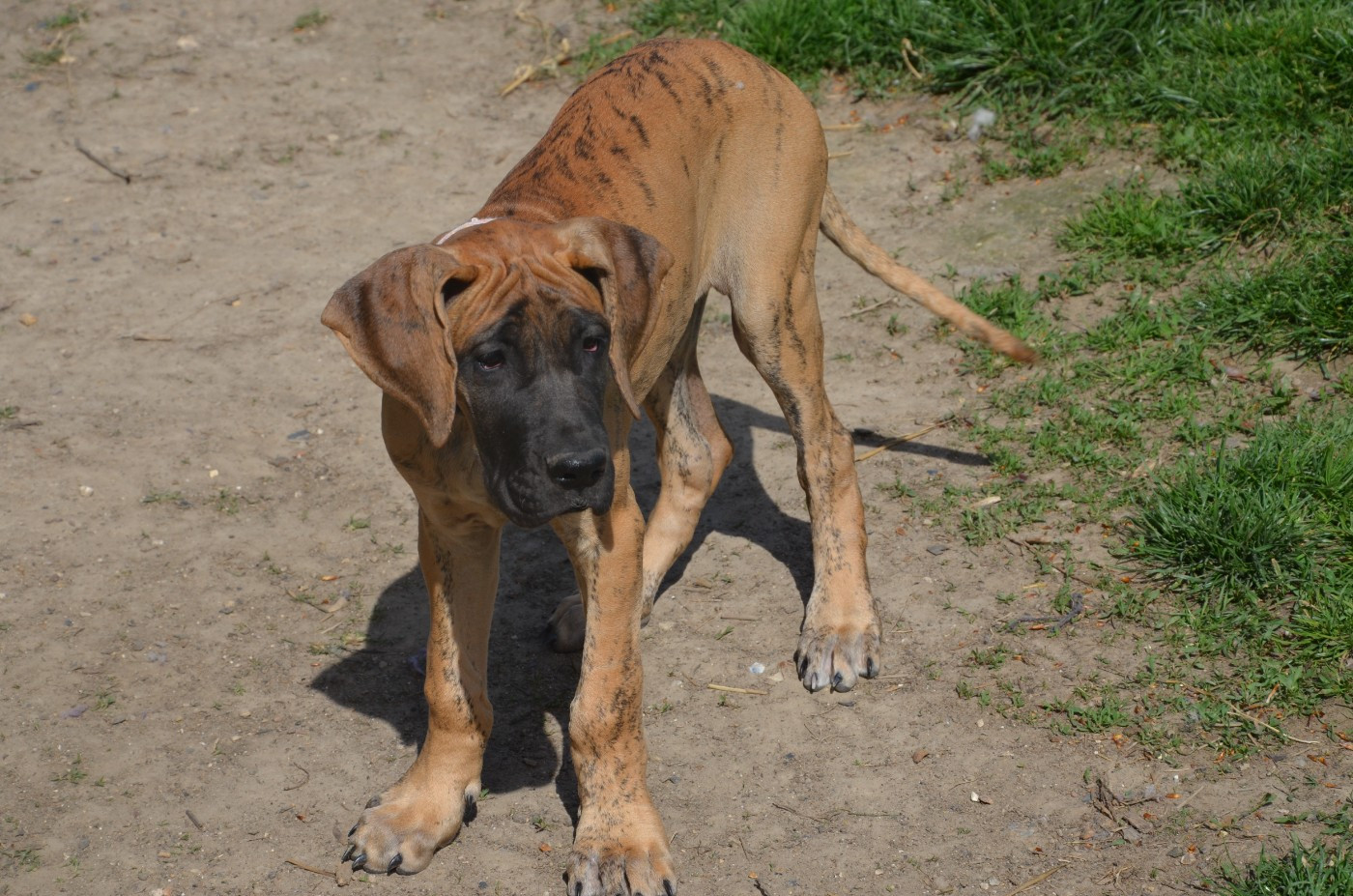 Des Zamours De Caux - Chiots disponibles - Dogue allemand