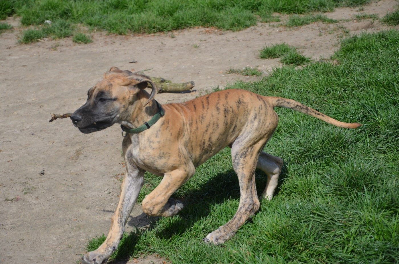 Des Zamours De Caux - Chiots disponibles - Dogue allemand