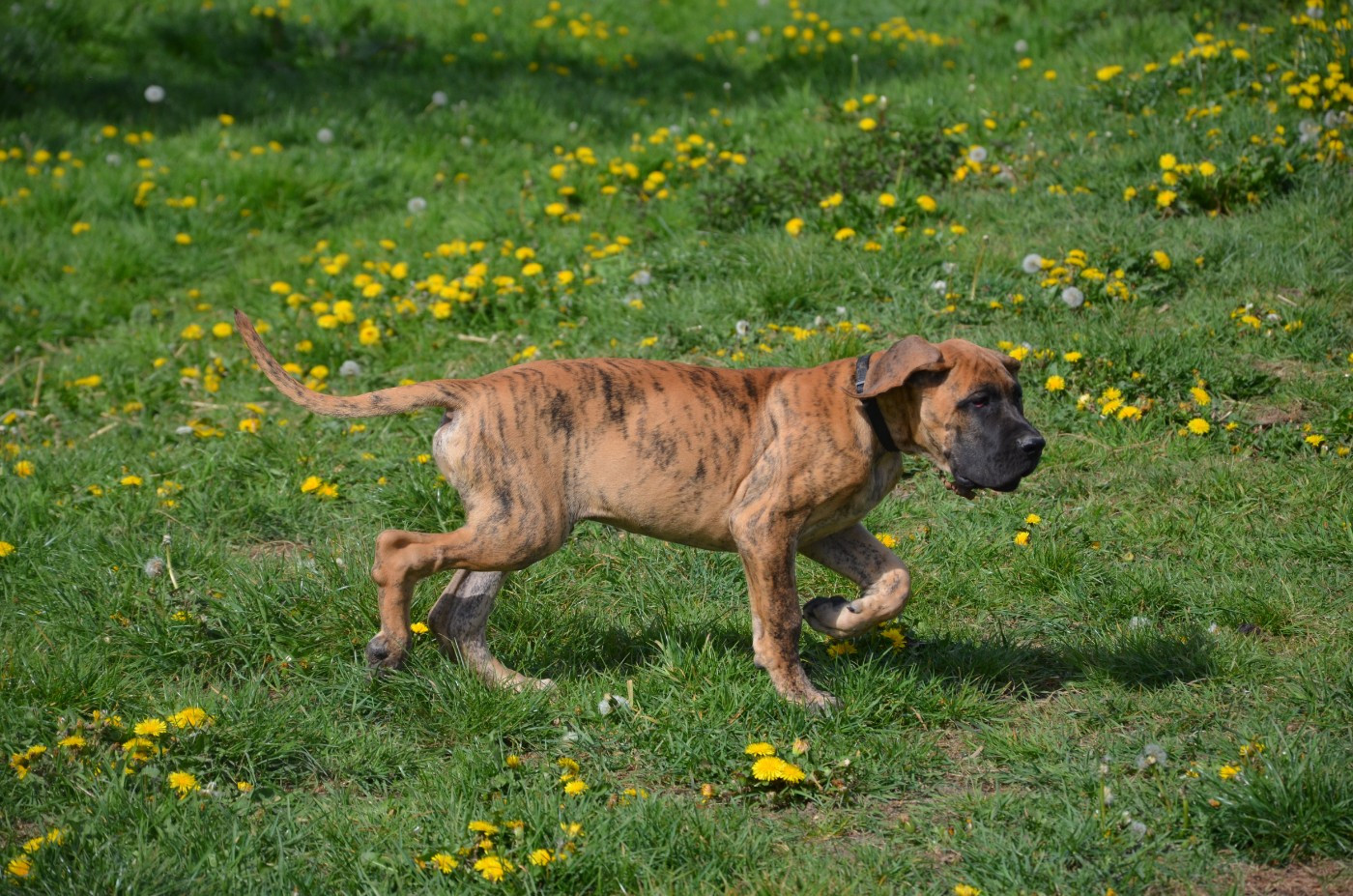 Des Zamours De Caux - Chiots disponibles - Dogue allemand