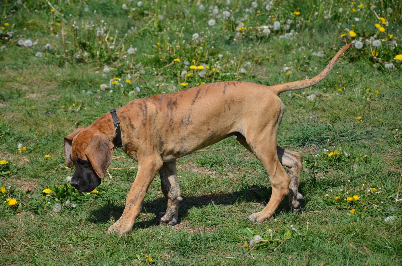 Des Zamours De Caux - Chiots disponibles - Dogue allemand