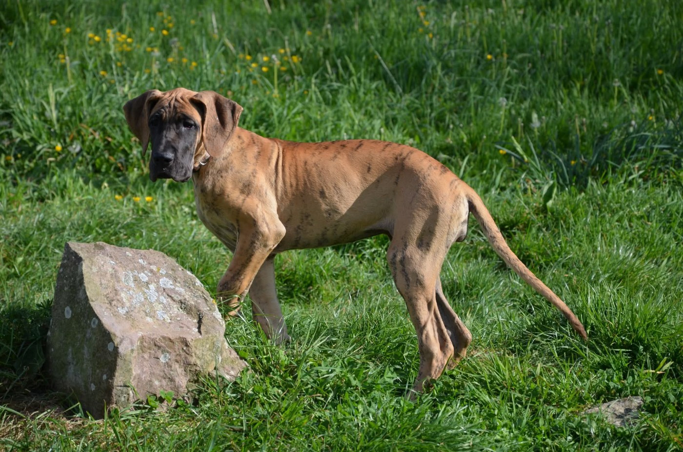 Des Zamours De Caux - Chiots disponibles - Dogue allemand