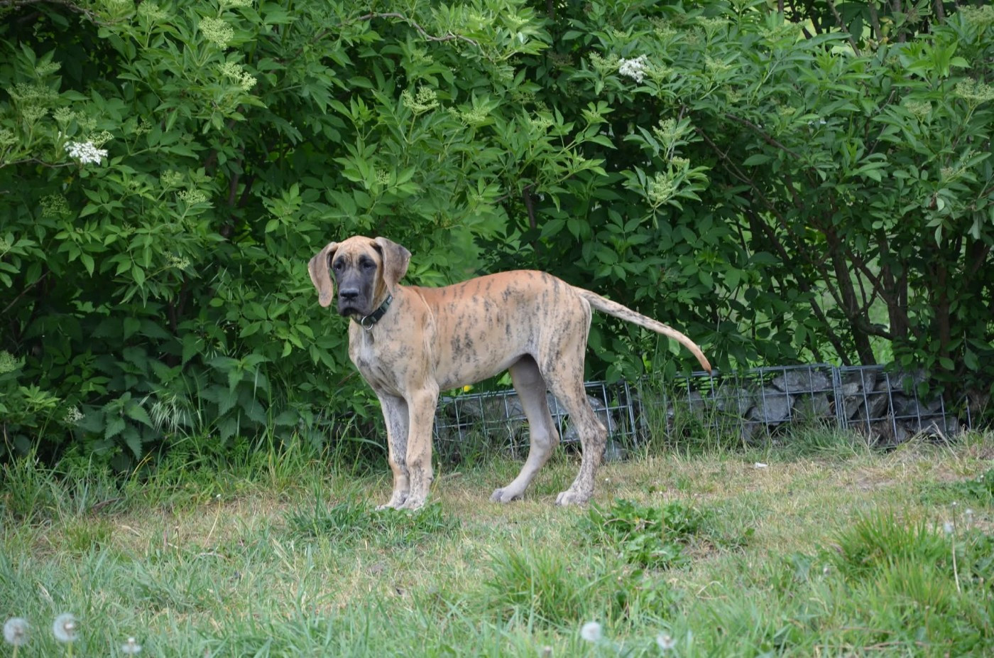 Des Zamours De Caux - Chiots disponibles - Dogue allemand