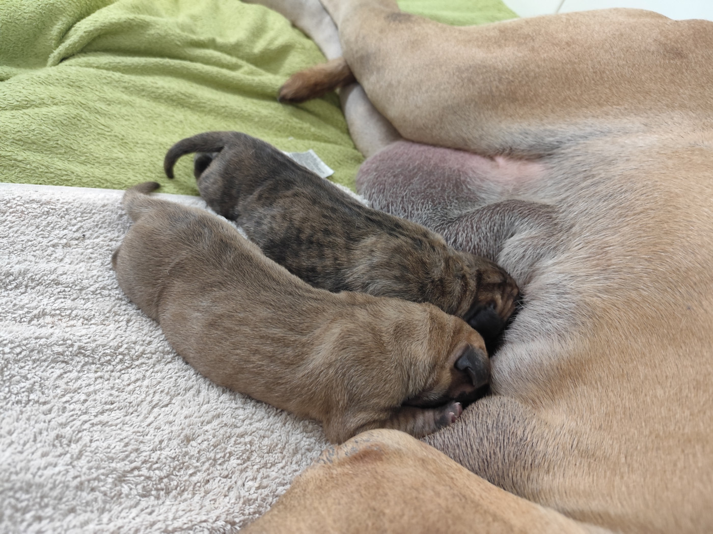 Chiot Dogue allemand Des Zamours De Caux