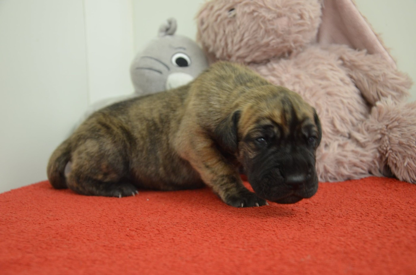 Des Zamours De Caux - Chiots disponibles - Dogue allemand