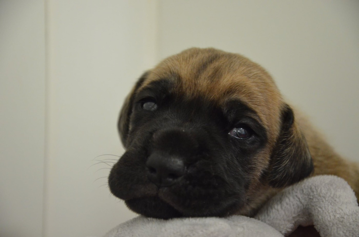 Des Zamours De Caux - Chiots disponibles - Dogue allemand