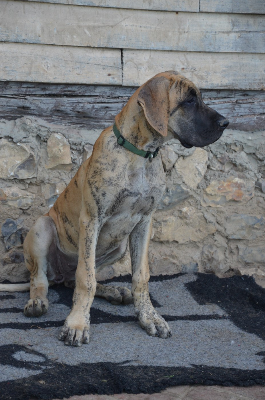 Des Zamours De Caux - Chiots disponibles - Dogue allemand