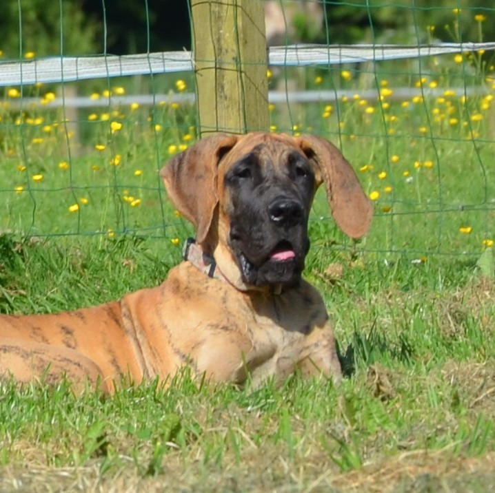 Des Zamours De Caux - Chiots disponibles - Dogue allemand