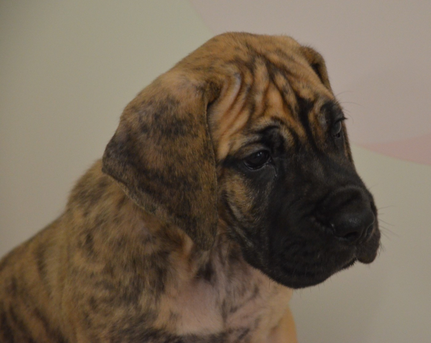 Des Zamours De Caux - Chiots disponibles - Dogue allemand