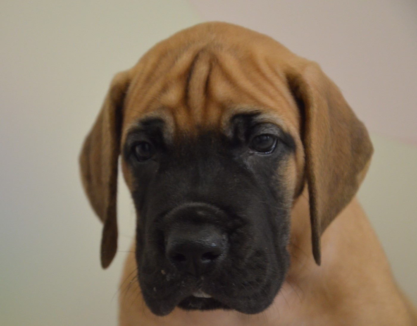Des Zamours De Caux - Chiots disponibles - Dogue allemand