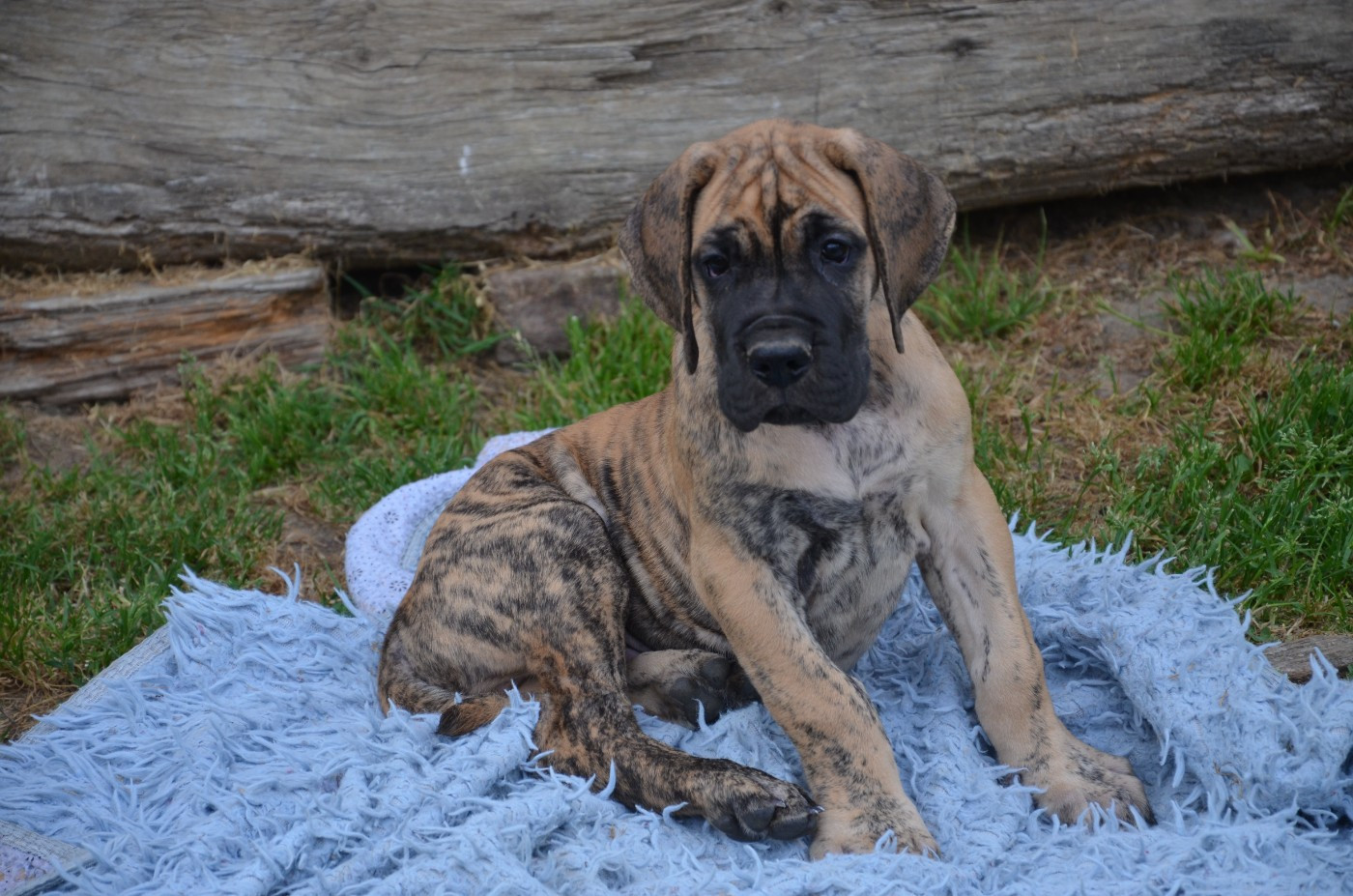 Des Zamours De Caux - Chiots disponibles - Dogue allemand