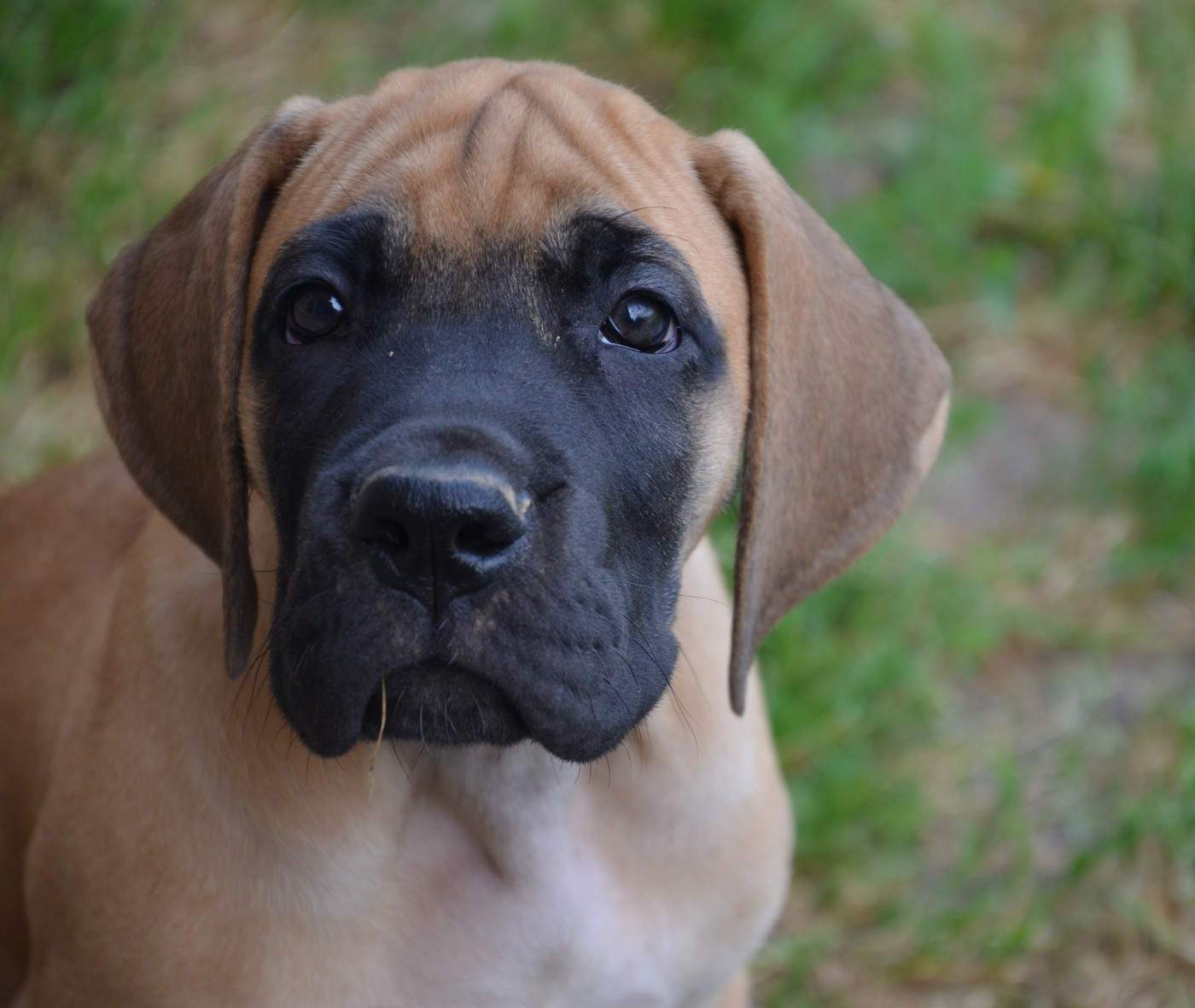 Des Zamours De Caux - Chiots disponibles - Dogue allemand
