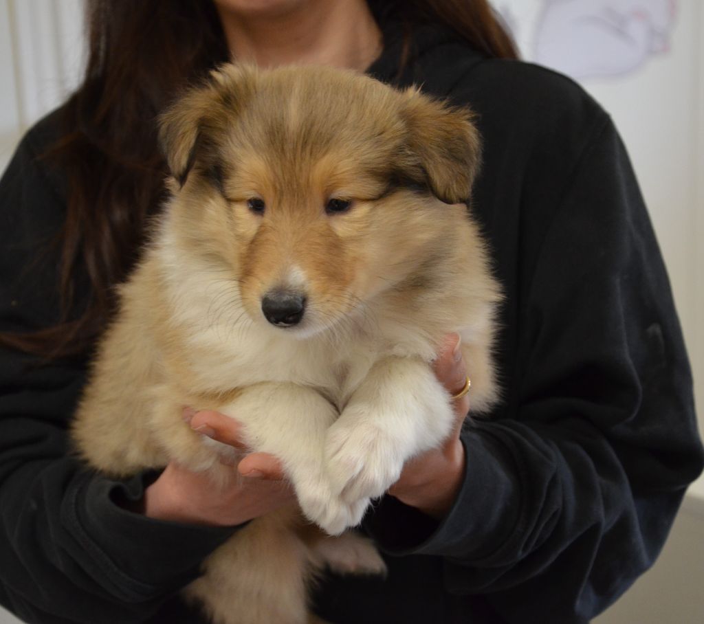 Des Zamours De Caux - Chiots disponibles - Colley à poil long