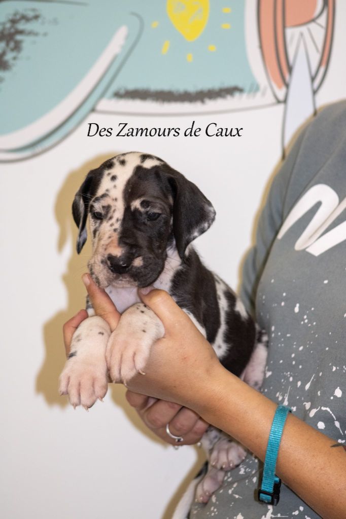 Des Zamours De Caux - Chiots disponibles - Dogue allemand
