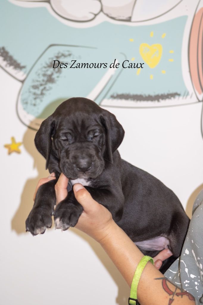 Des Zamours De Caux - Chiots disponibles - Dogue allemand