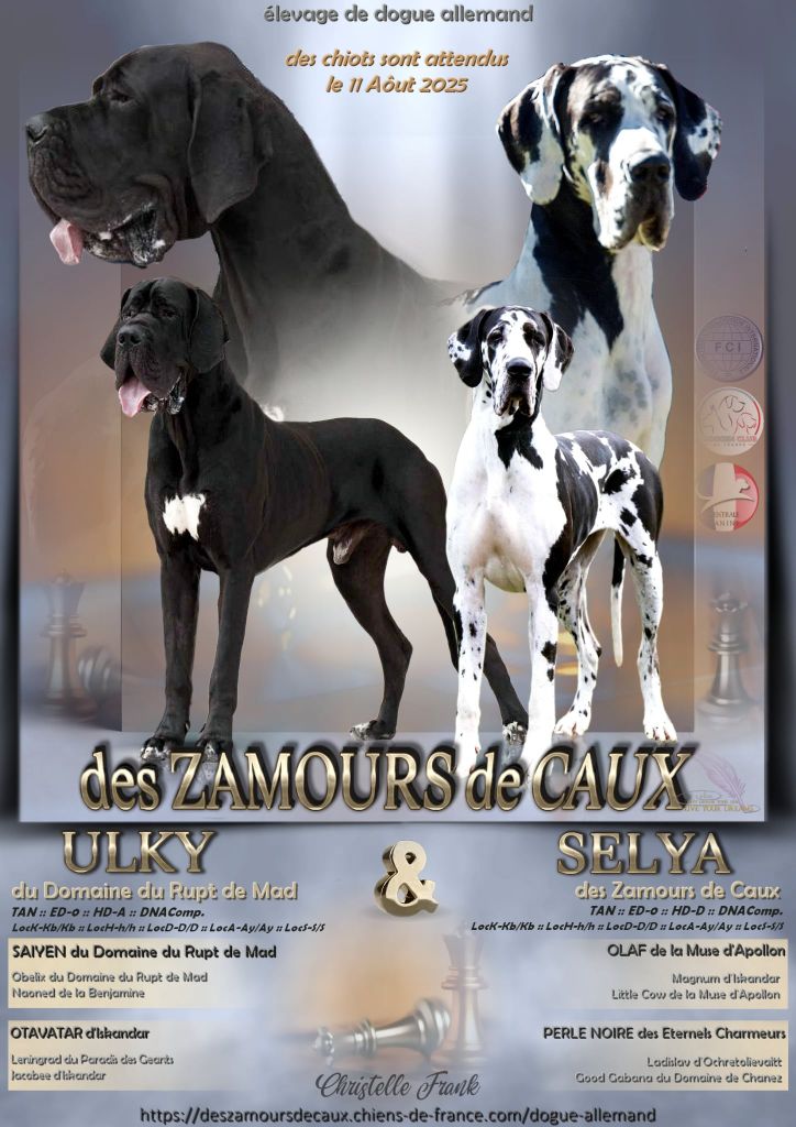 Des Zamours De Caux - Dogue allemand - Portée née le 09/08/2025