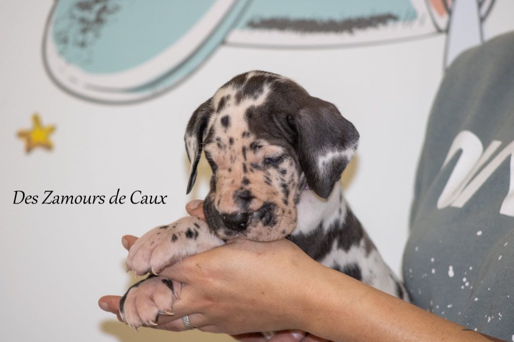 Des Zamours De Caux - Chiots disponibles - Dogue allemand