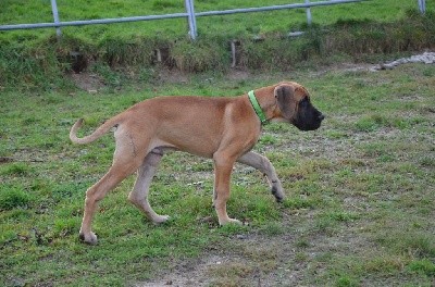 CHIOT