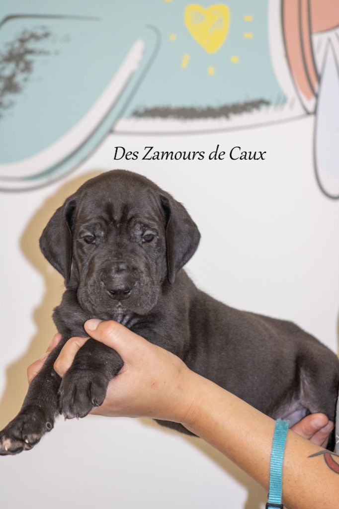 Des Zamours De Caux - Chiots disponibles - Dogue allemand